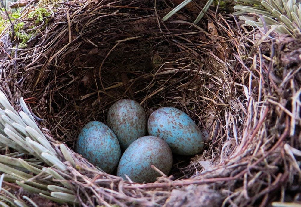blackbird's eggs in the nest