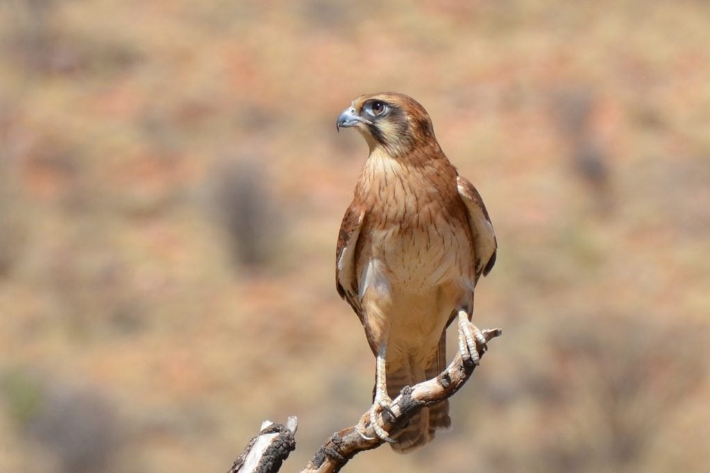 brown falcon on a branch
