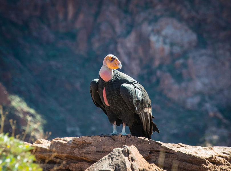 California Condor in grand canyon
