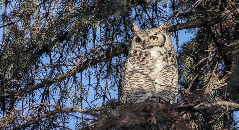 Great Horned Owl Wingspan: How Big it Is & How it Compares to Other