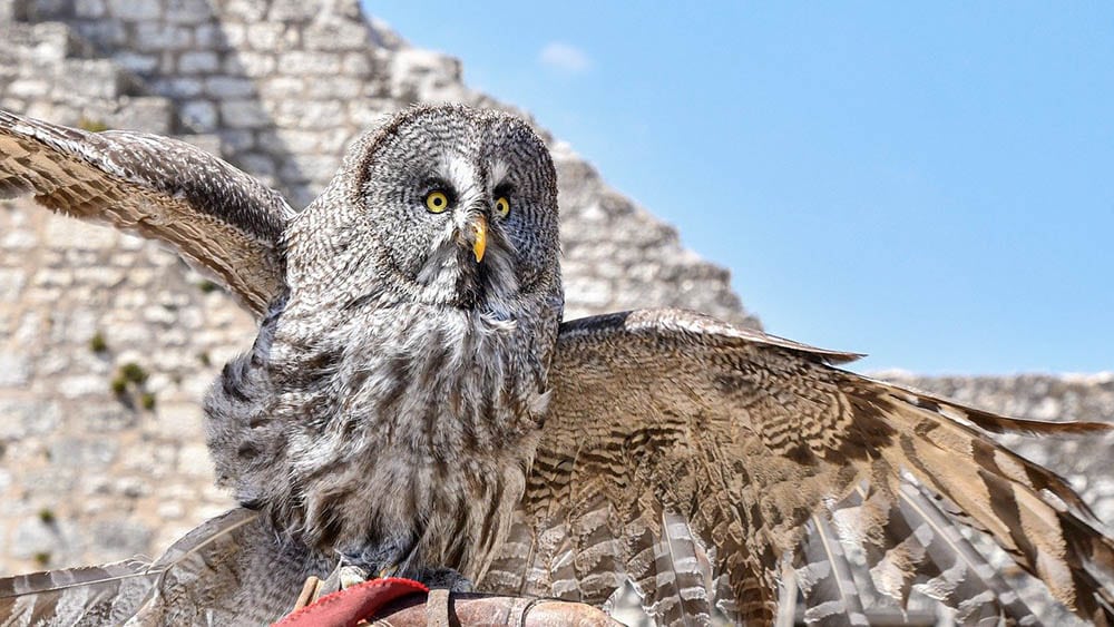 great gray owl flying