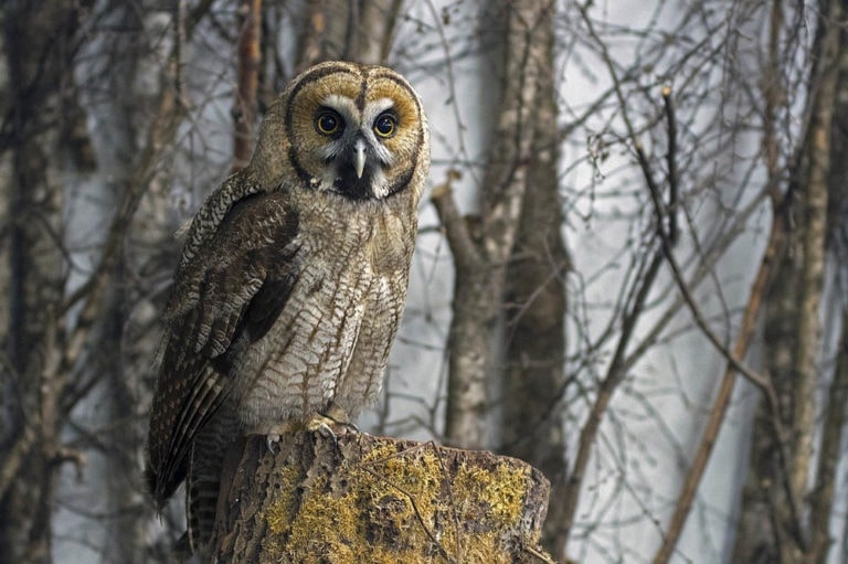 How Can Owls Rotate Their Heads 270 Degrees? Optics Mag