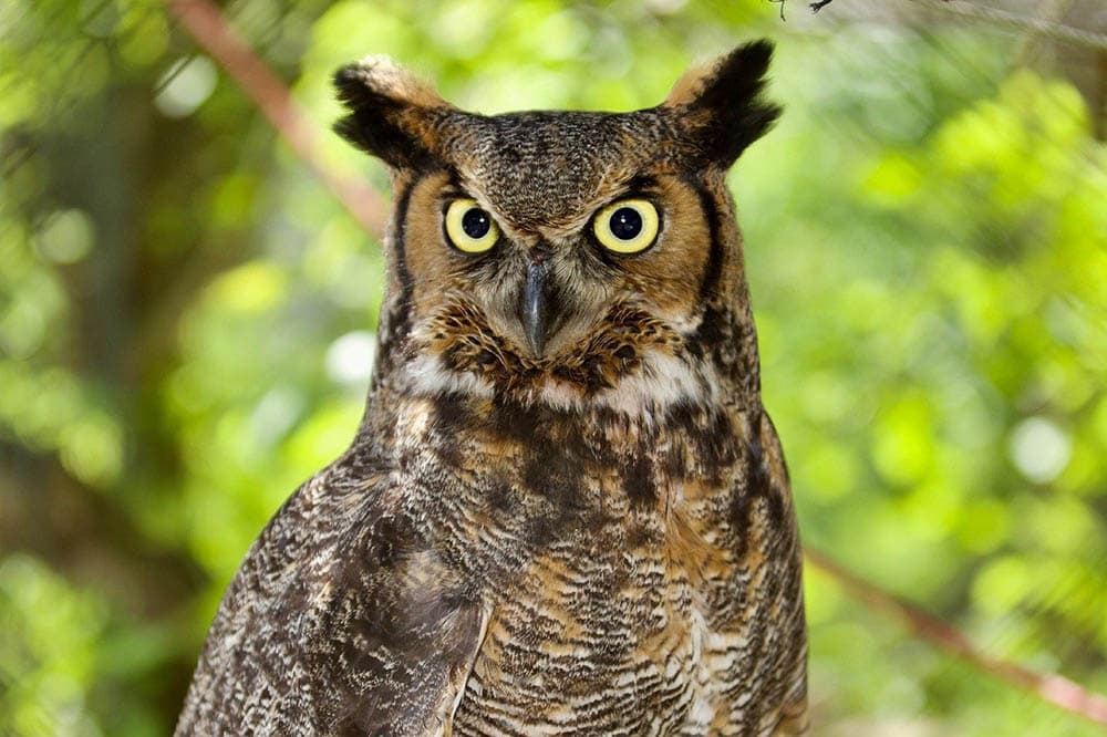 great horned owl up close
