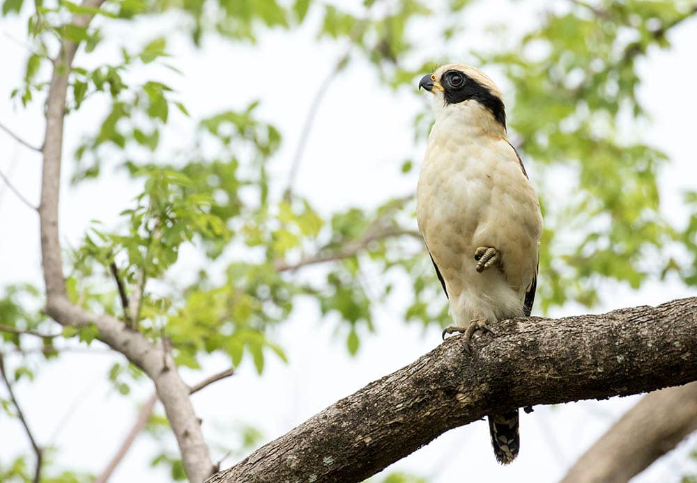 Laughing Falcon on the tree