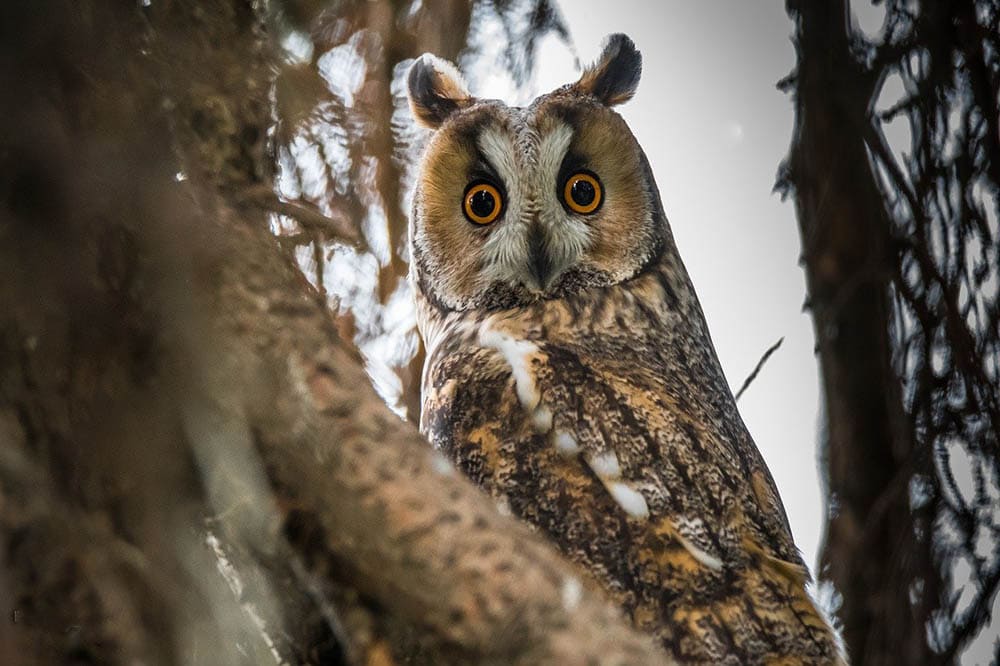long-eared owl
