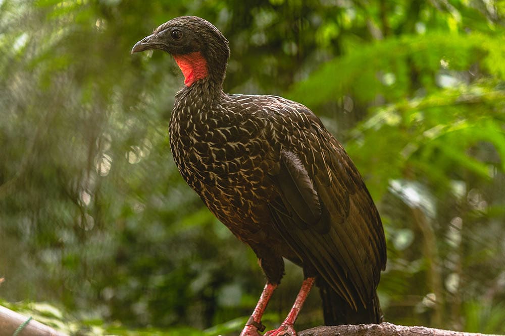 Spix's guan on the tree