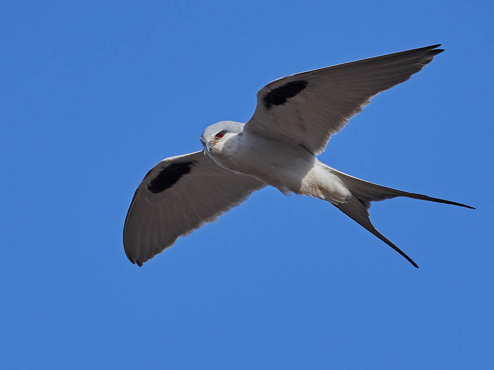 swallow-tailed kite