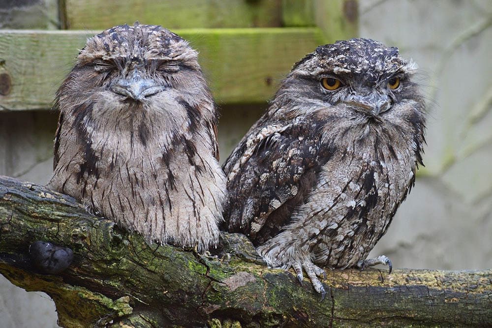 tawny frogmouth owl