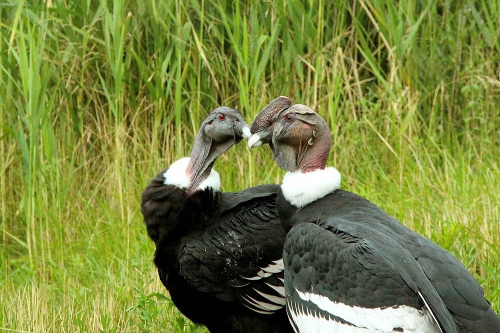 two andean condors