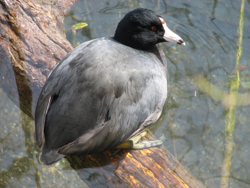 American Coot