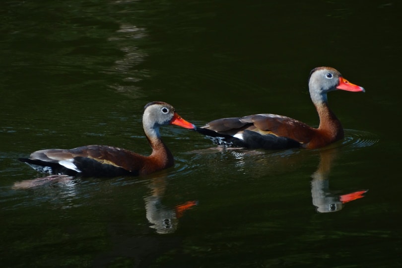 Black-bellied Whistling Duck