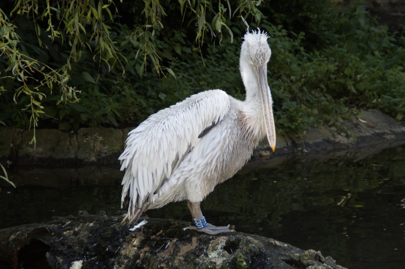 Dalmatian Pelican