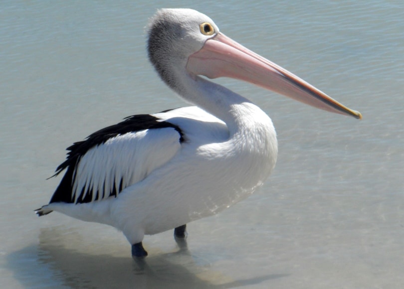 american white pelican