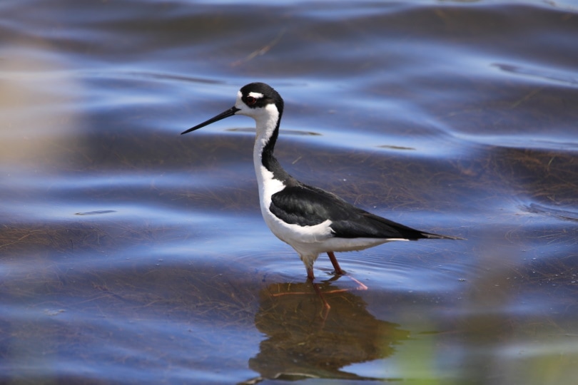 black necked stilt