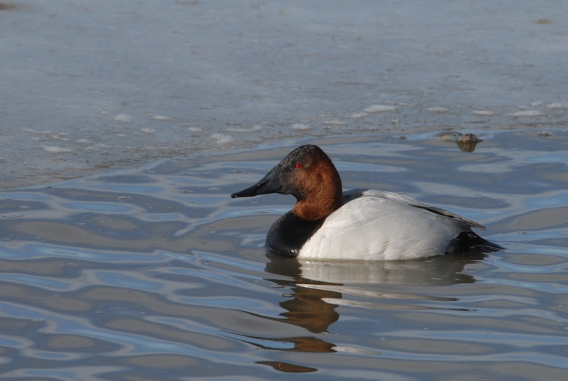 canvasback bird