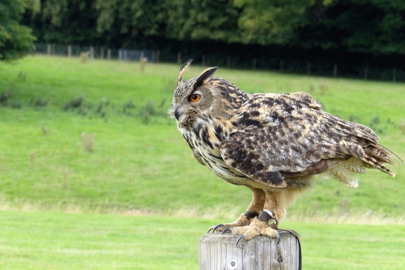 Why Do Owls Bob Their Heads? 6 Reasons for This Behavior Optics Mag