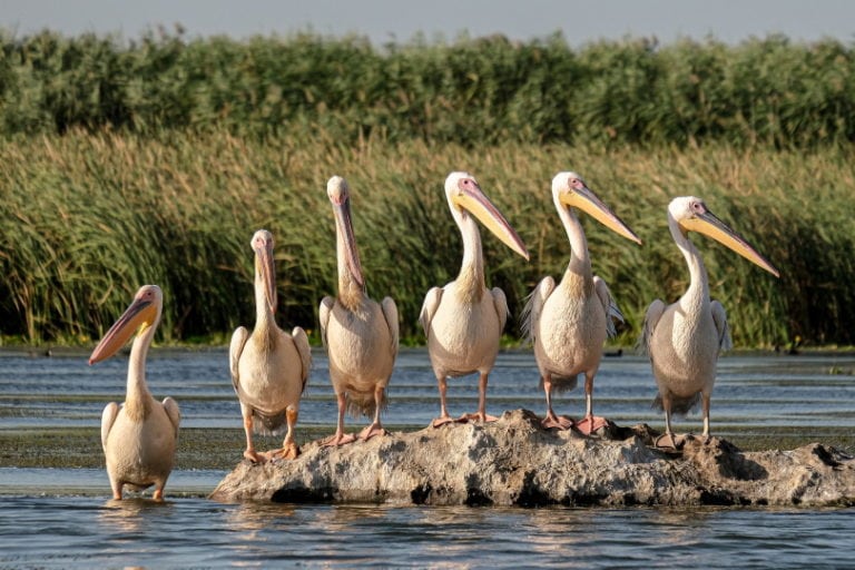 How Many Species of Birds Are There in the World? (2026 Update ...