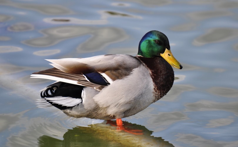 mallard duck