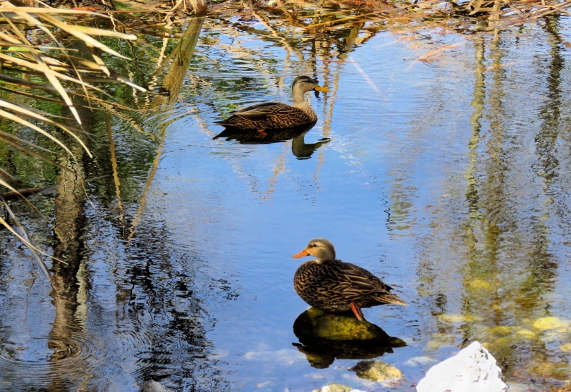 mottled duck