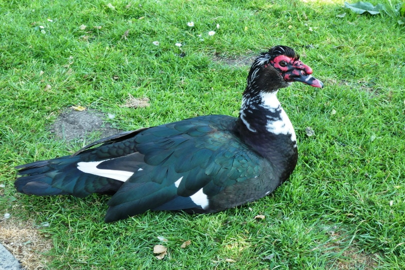 muscovy duck