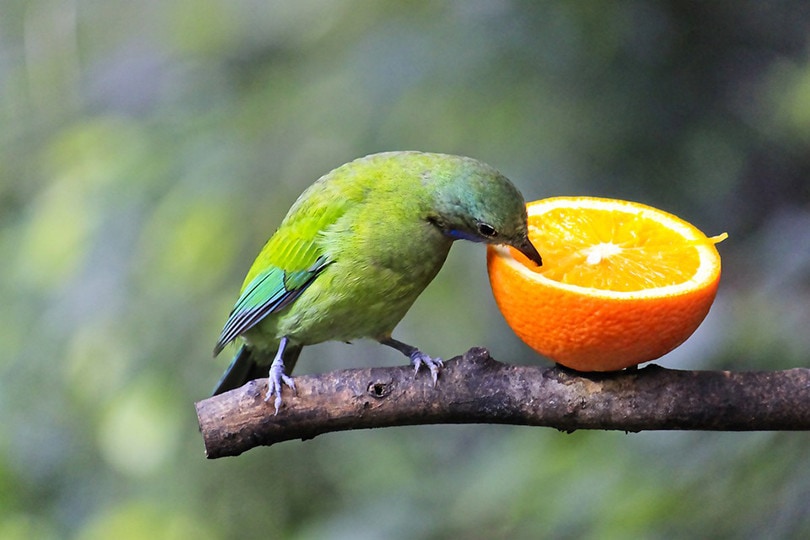 Bird Eating Fruit