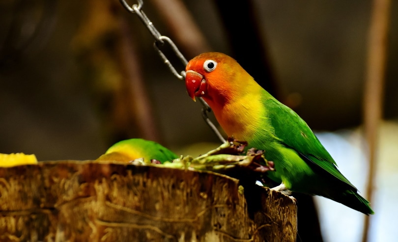 Lovebirds eating