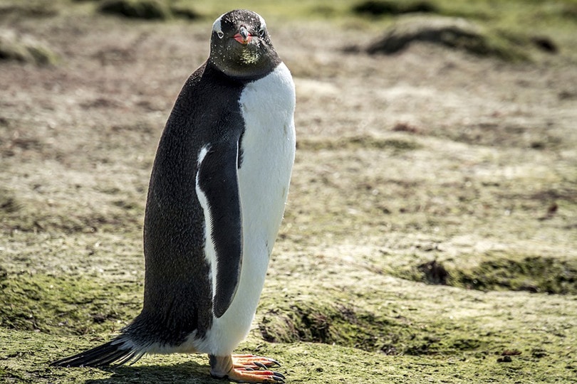 Penguins