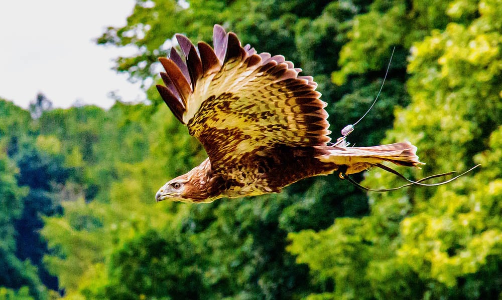 african fish eagle flying