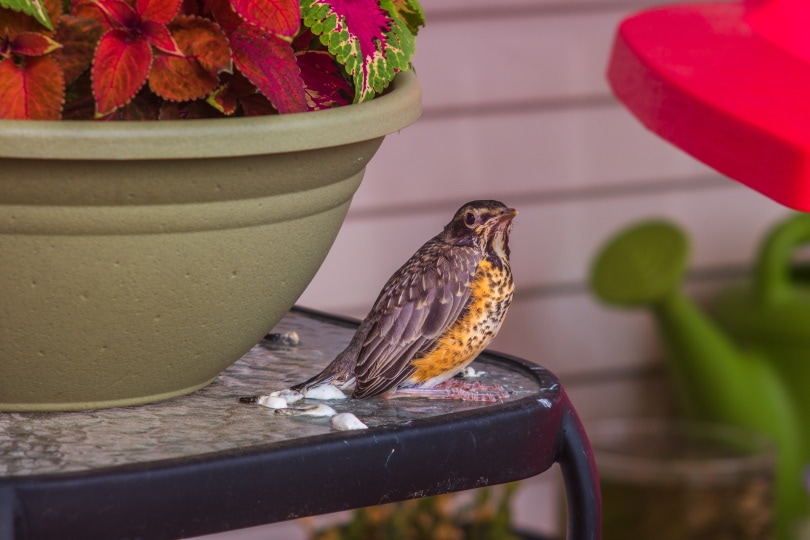 american robin bird pooping
