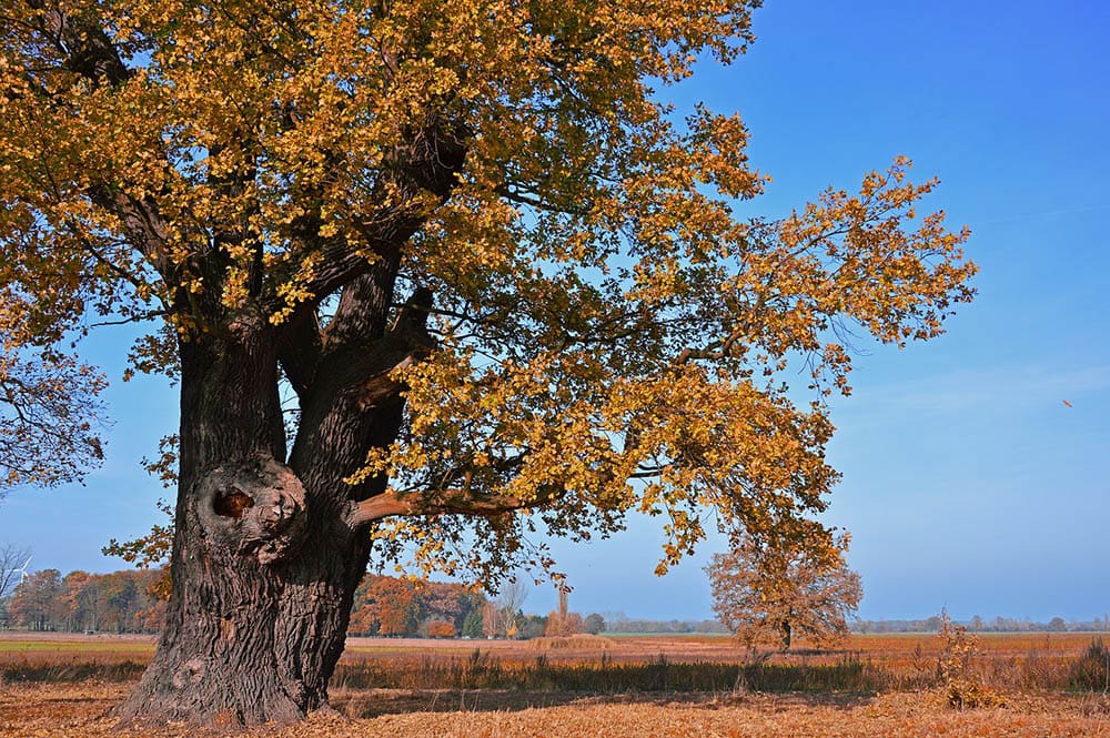 an oak tree during fall