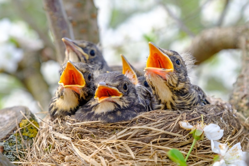 baby birds in their nest
