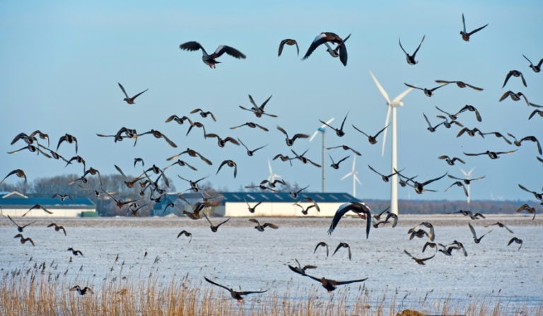 Why Do Birds Fly South for the Winter? What The Science Says - Optics Mag