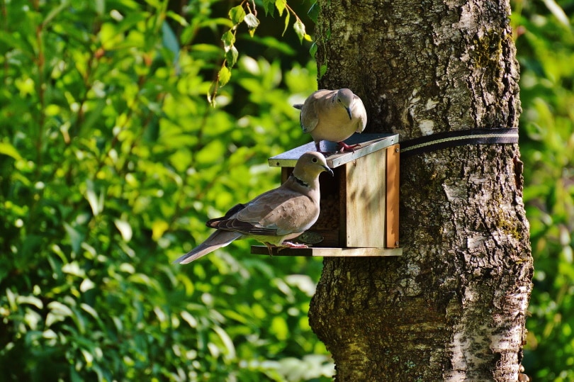 How To Attract Birds To a Bird House (7 Proven Methods) Optics Mag