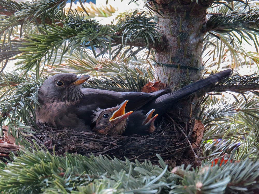 blackbird and its young ones in the nest