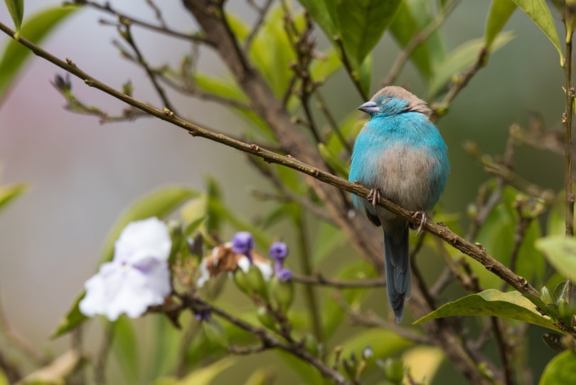 blue waxbill bird perching