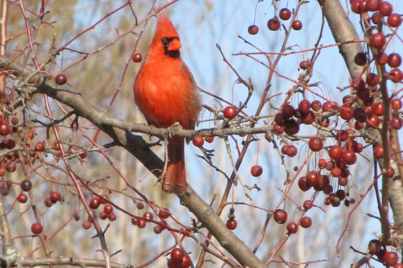 cardinal bird perching