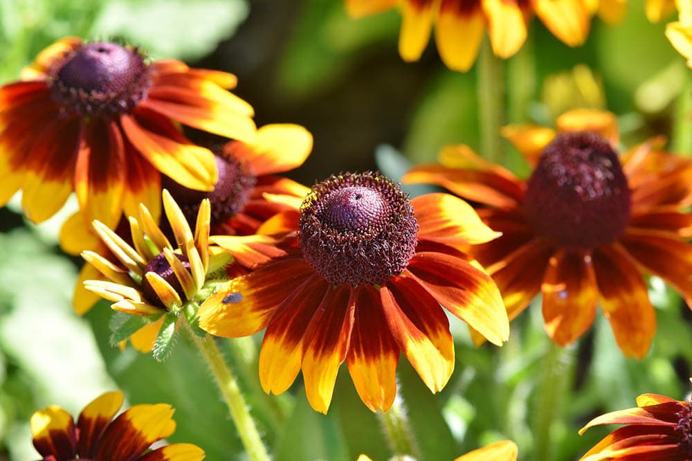 coneflowers up close