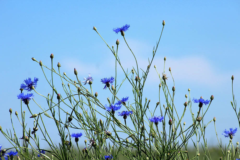 cornflowers