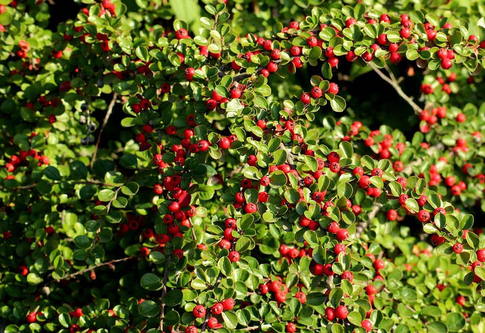cotoneaster shrub