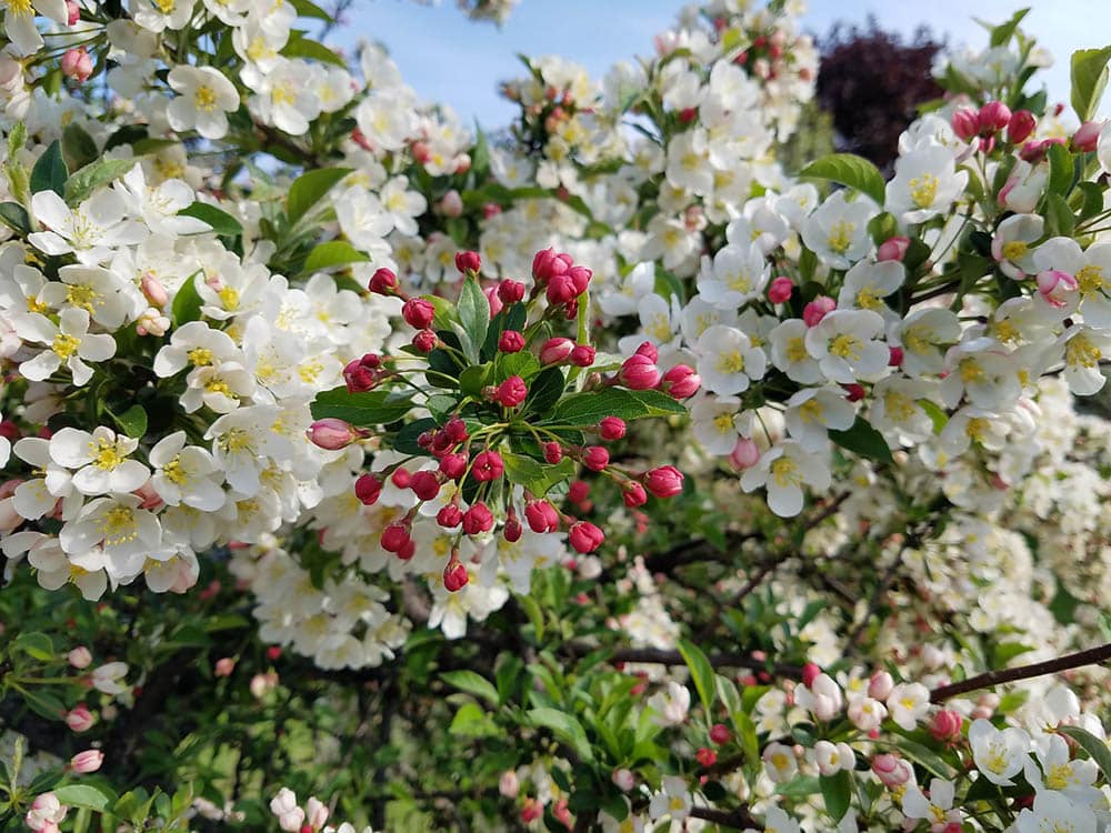 crabapple tree up close