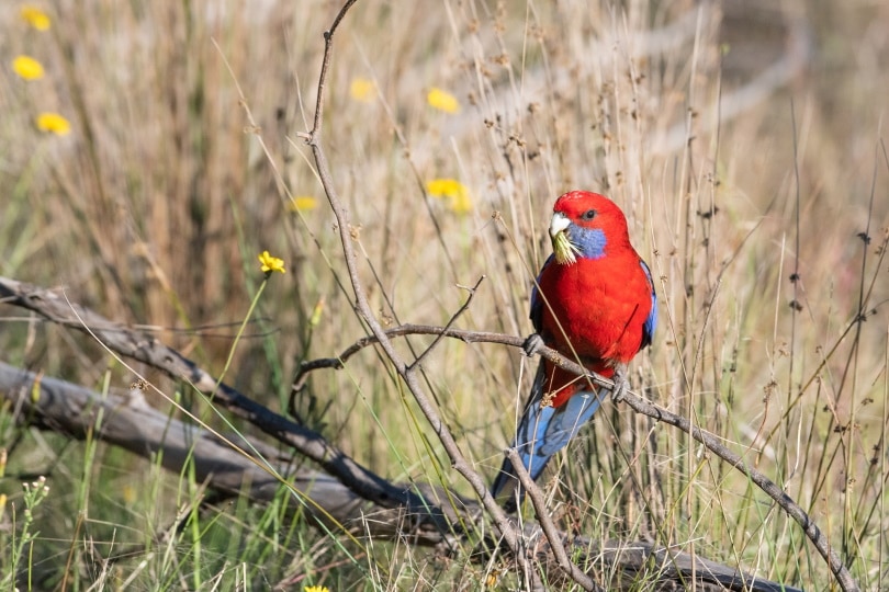 crimson rosella bird