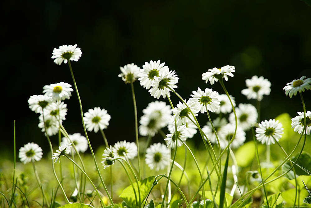 daisies