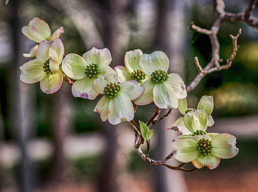 dogwood flower up close