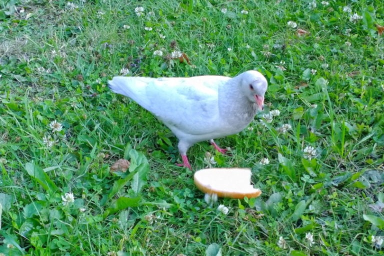 What Do Birds Eat? What Can I Feed Wild Birds? Optics Mag