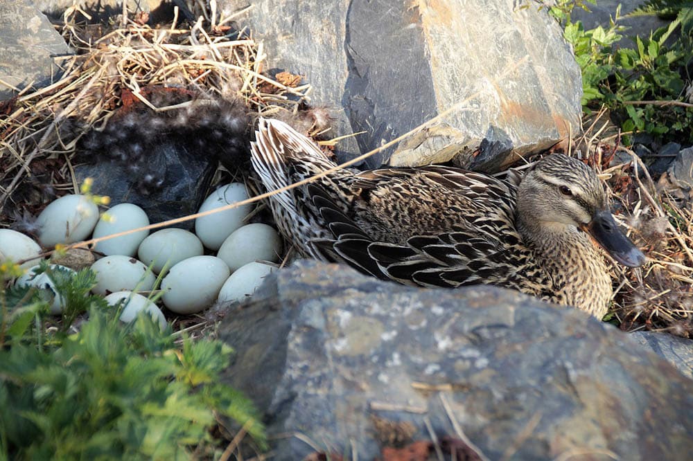 duck protecting its eggs in the nest