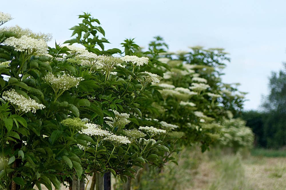 elderberry bush