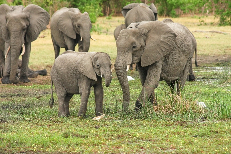 elephants walking on the grass