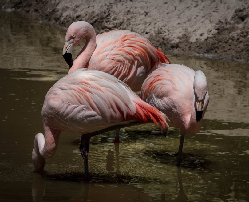 flamingo