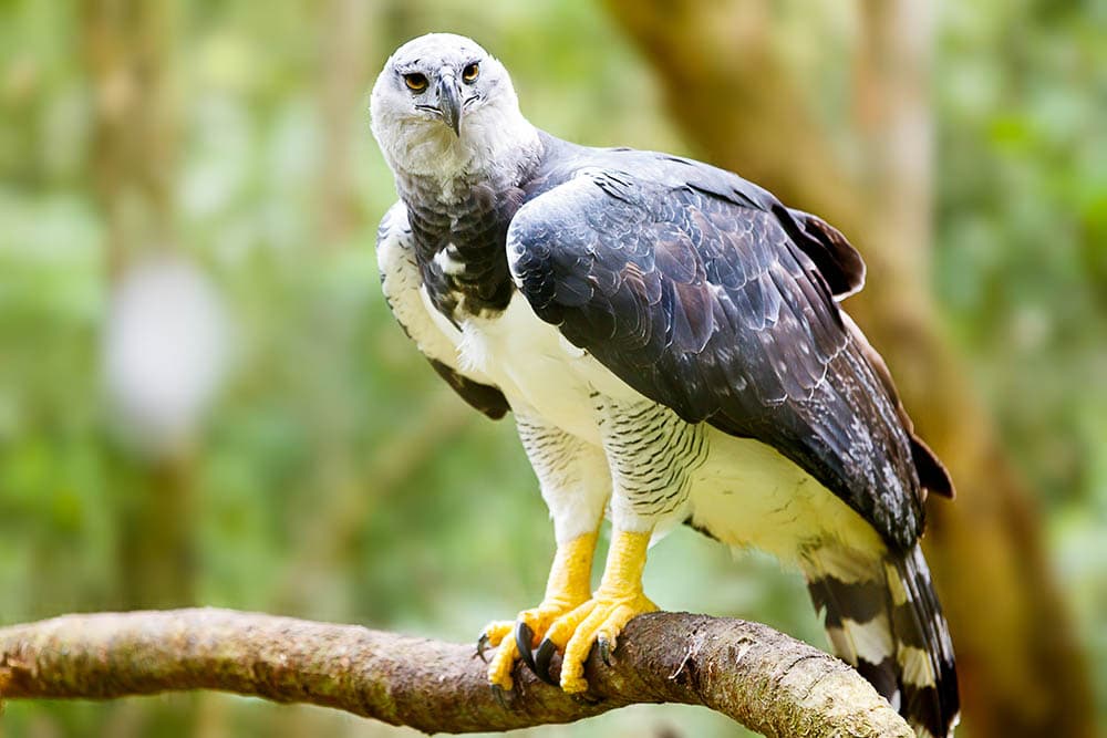 harpy eagle in a rainforest