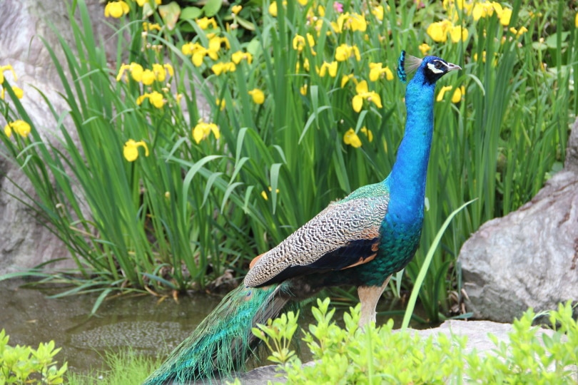 indian peafowl